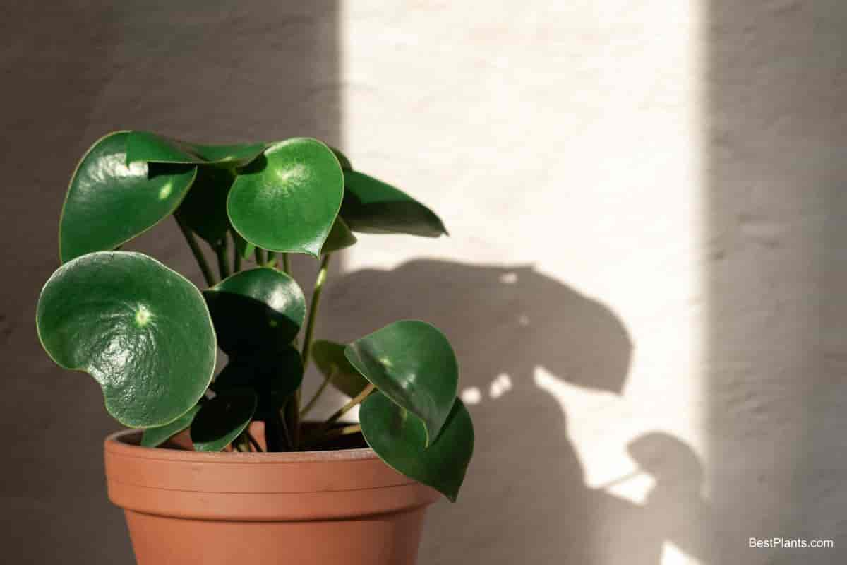 Growing Peperomia Polybotrya