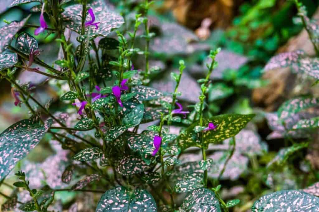 Hypoestes plant