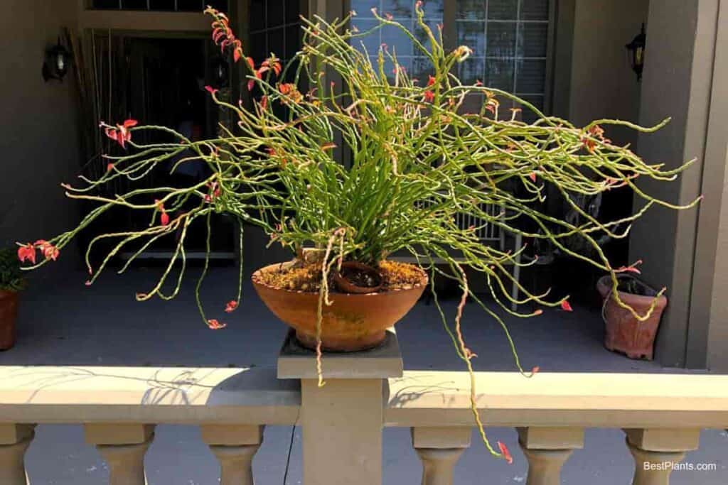 Growing Pedilanthus Tithymaloides