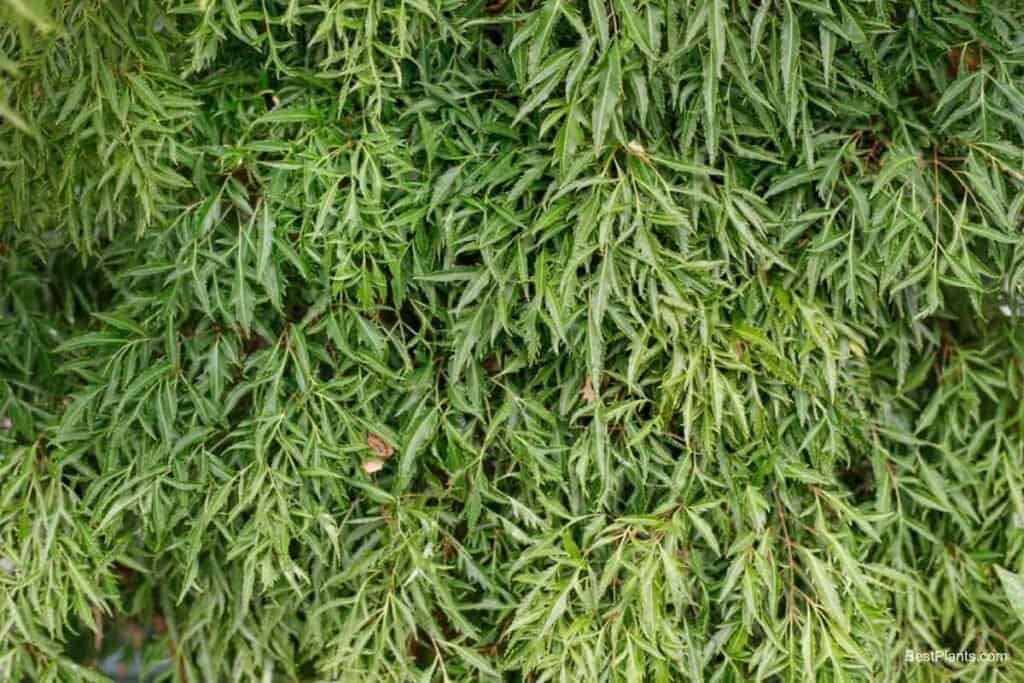 Growing Polyscias Fruticosa Elegans