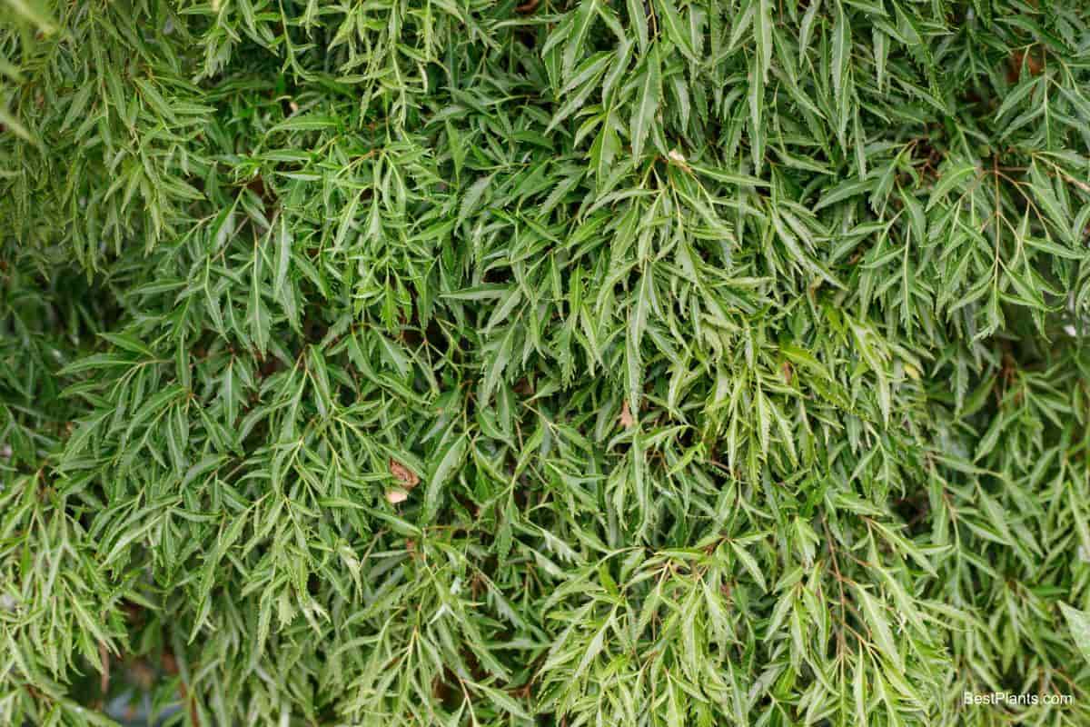 Growing Polyscias Fruticosa Elegans