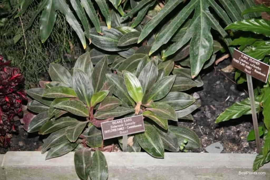 Growing Siderasis Fuscata