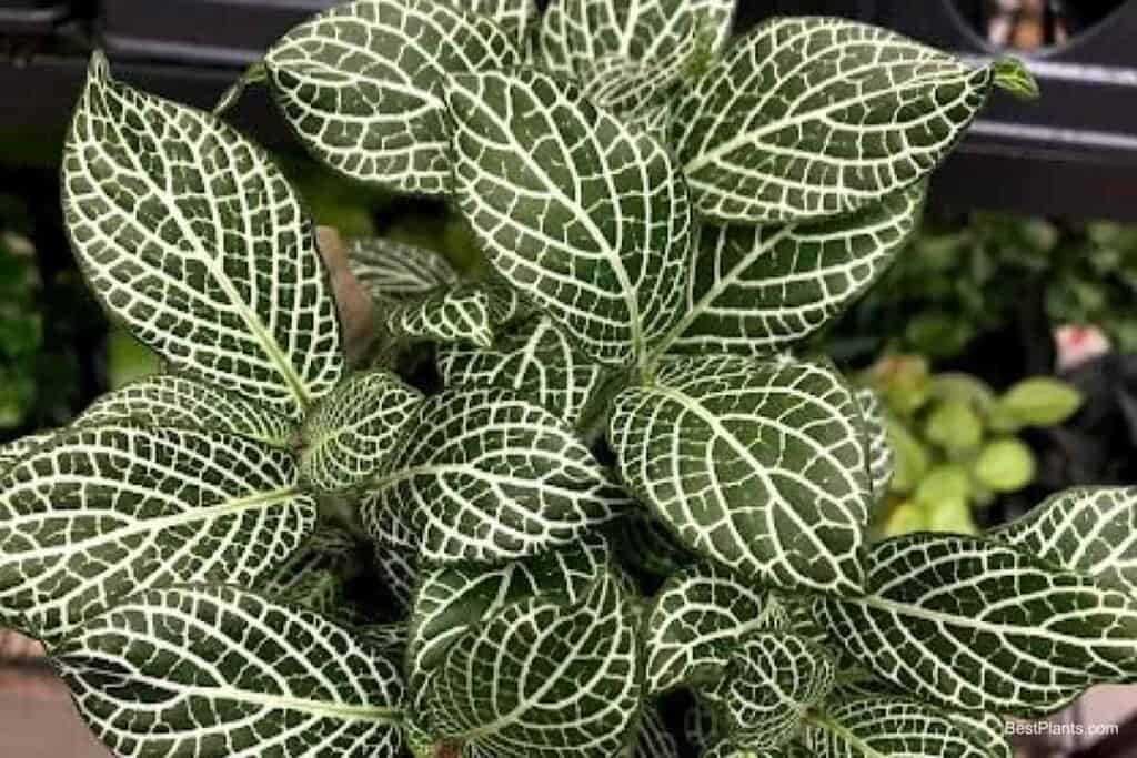 Growing Fittonia Verschafferltii