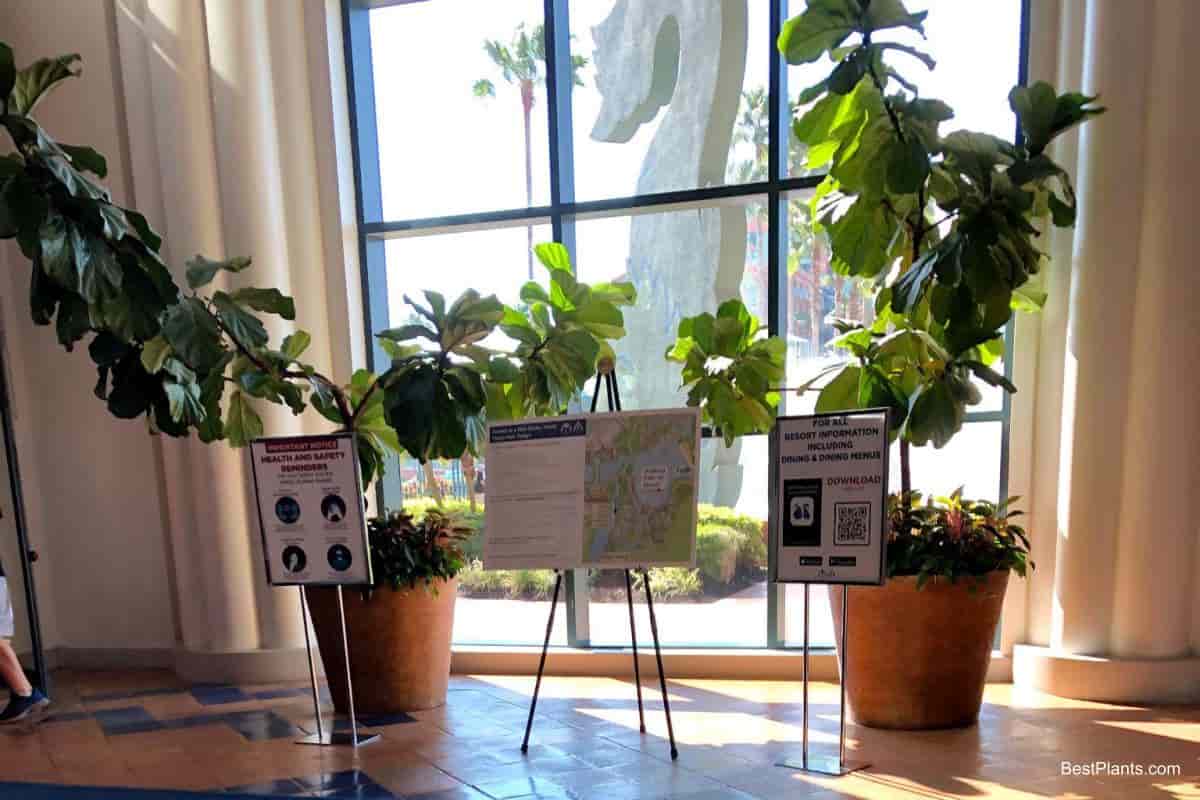 Growing Ficus Lyrata