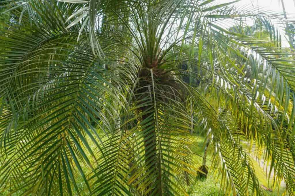 Growing Phoenix Roebelenii