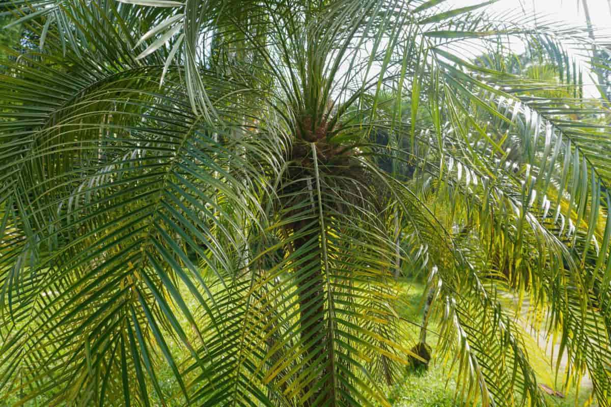 Growing Phoenix Roebelenii