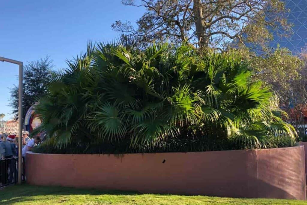 Growing Livistonia Chinensis