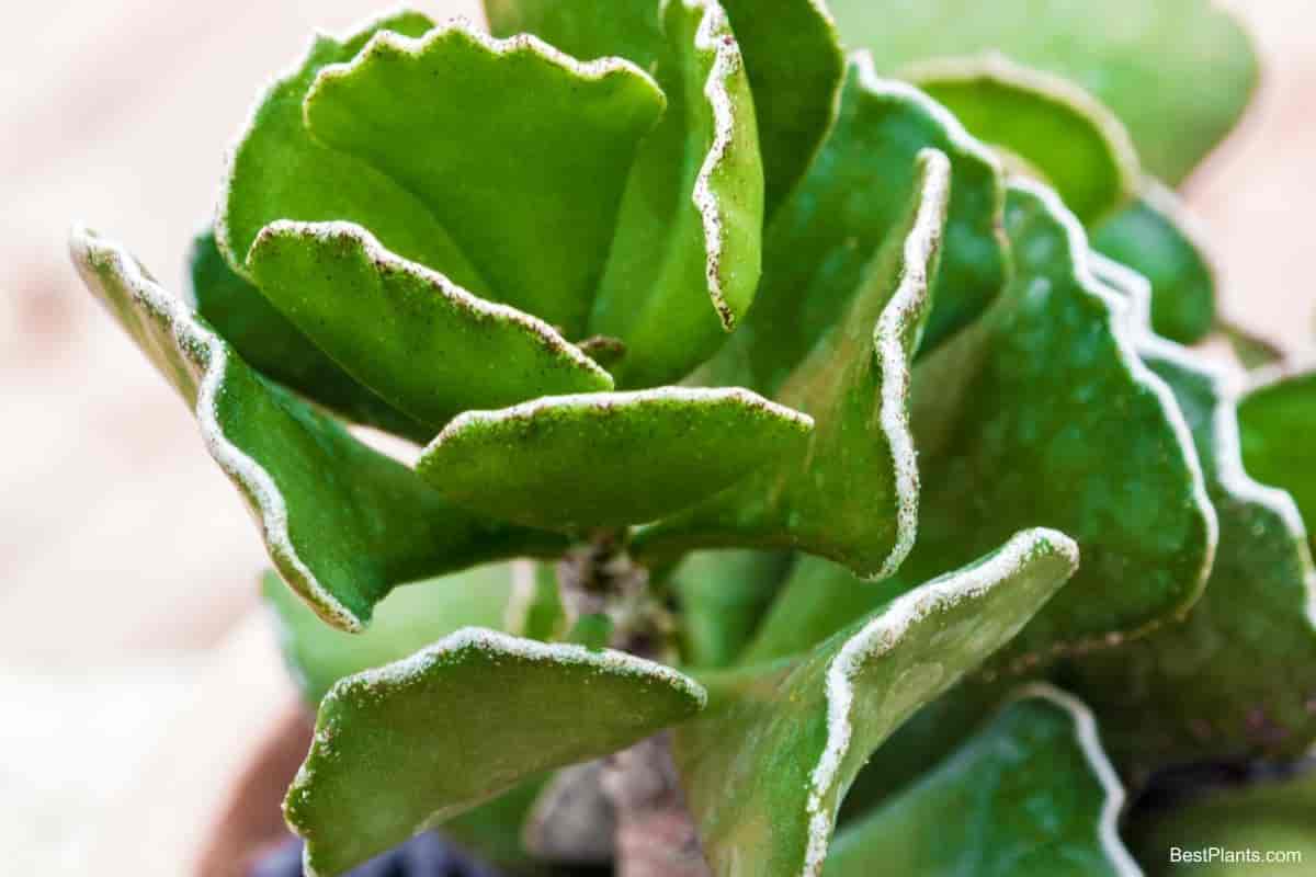 Growing Adromischus Cristatus