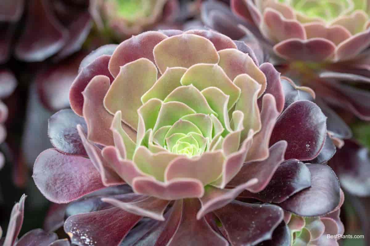 Growing Aeonium