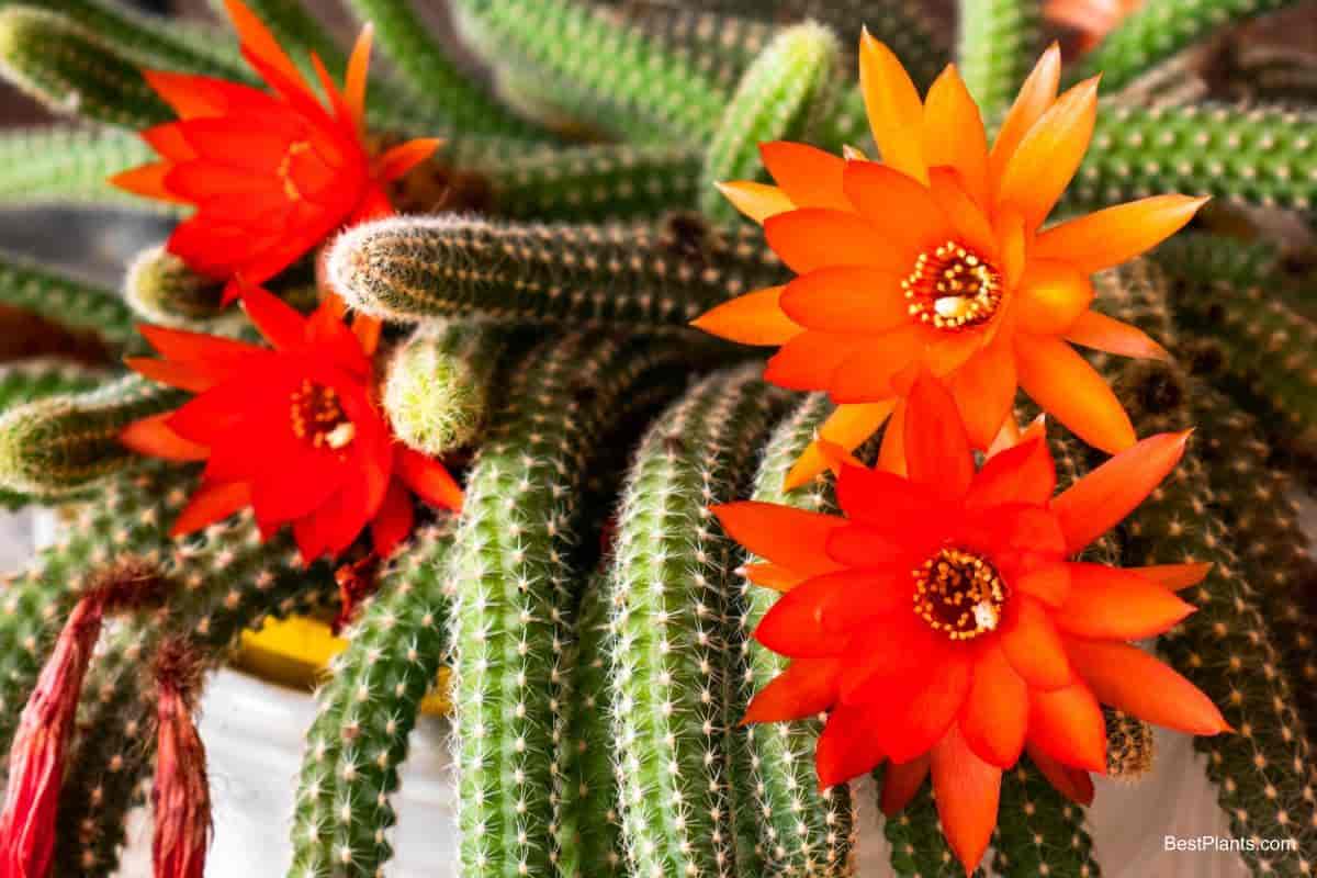 Growing Peanut Cactus