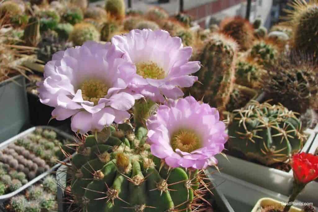 Growing Acanthocalycium