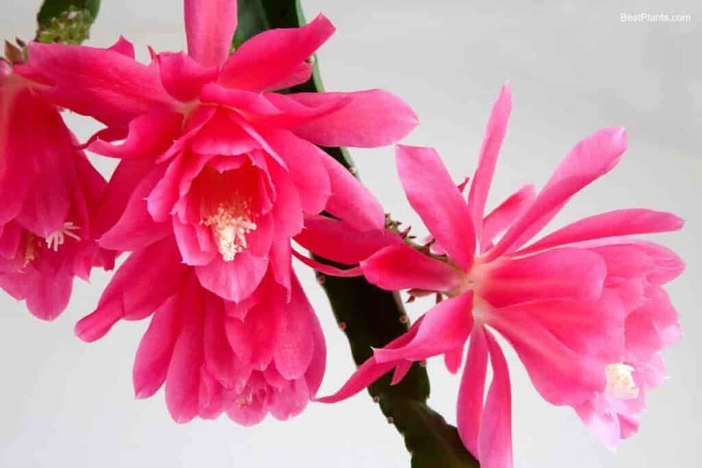 Growing Epiphyllum