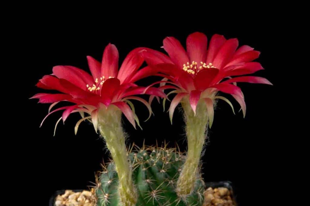 Growing Lobivia Kermesina
