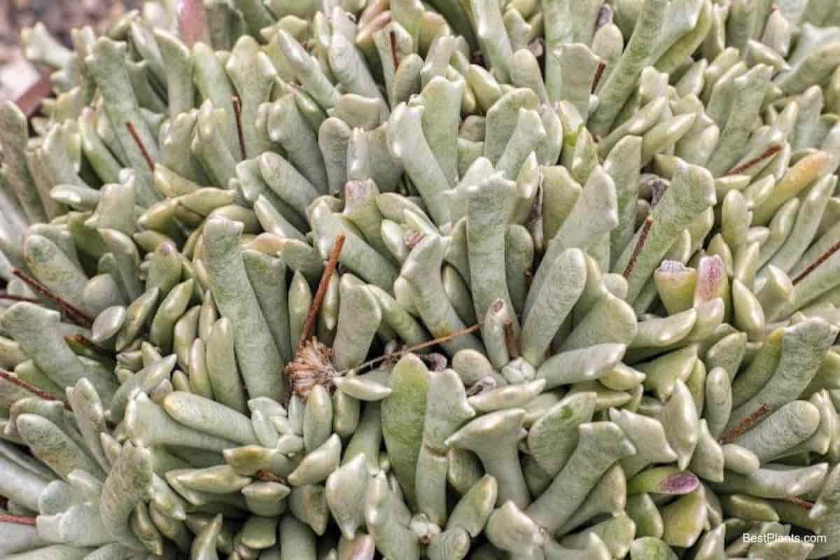 Growing Senecio Articulatus