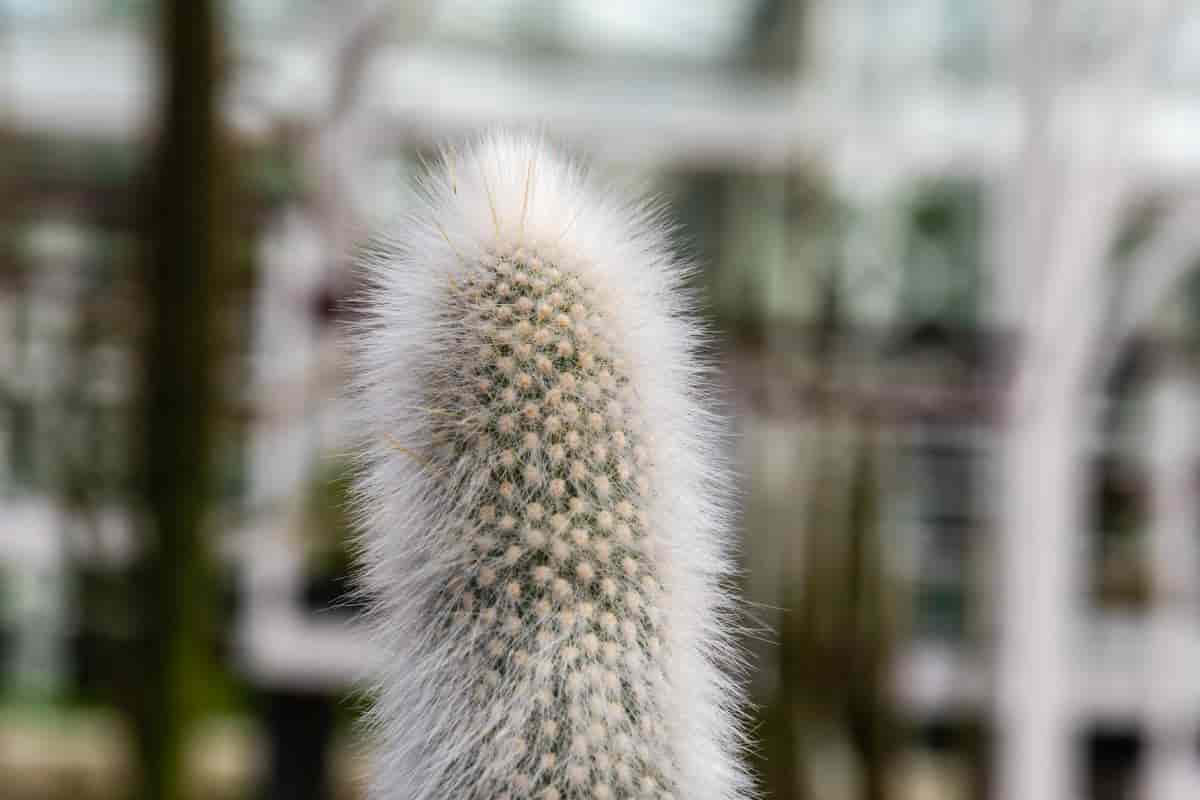 Growing Cleistocactus Strausii