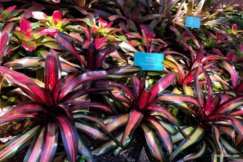 Growing Neoregelia