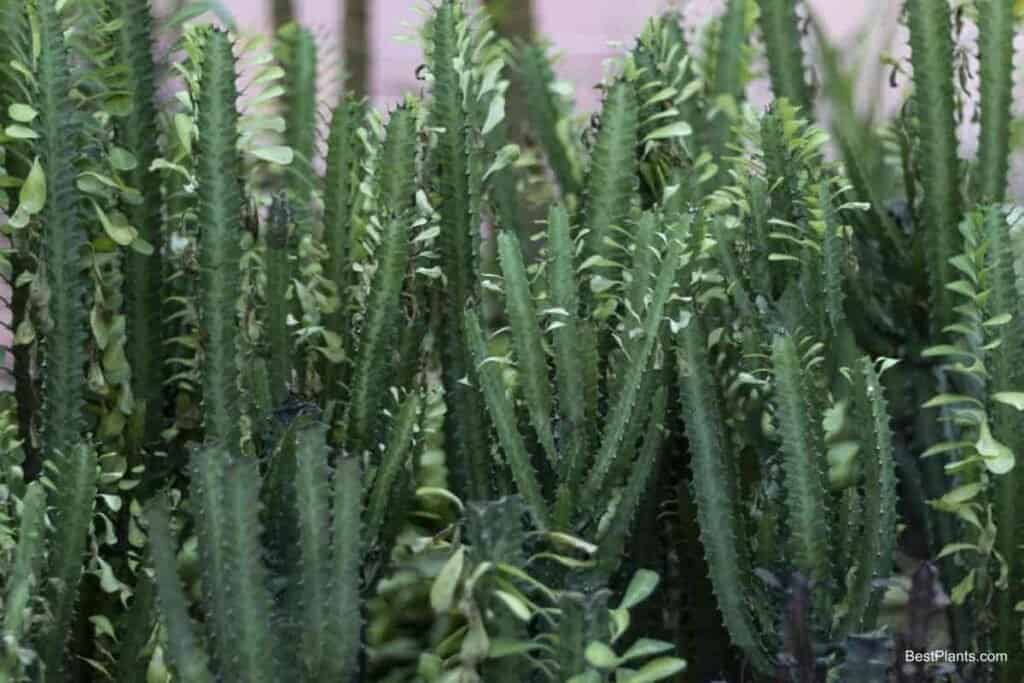 Growing Euphorbia Trigonia