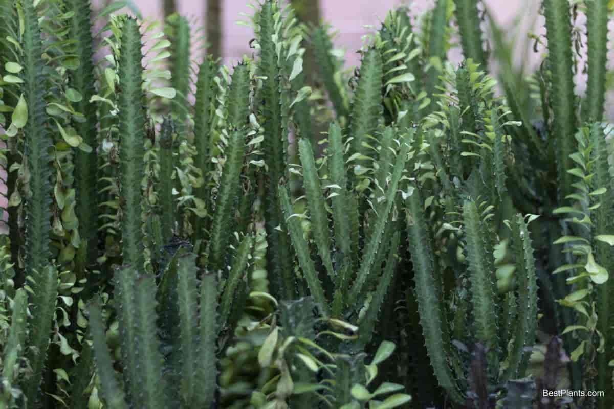 Growing Euphorbia Trigonia