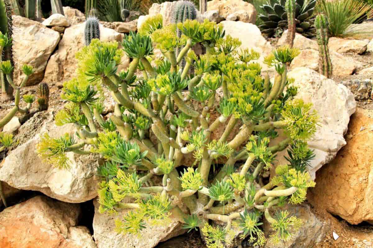 Growing Senecio Kleinia