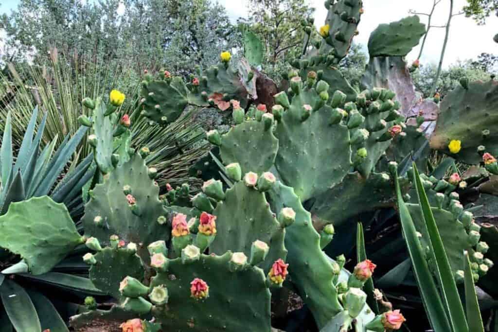 Growing Opuntia