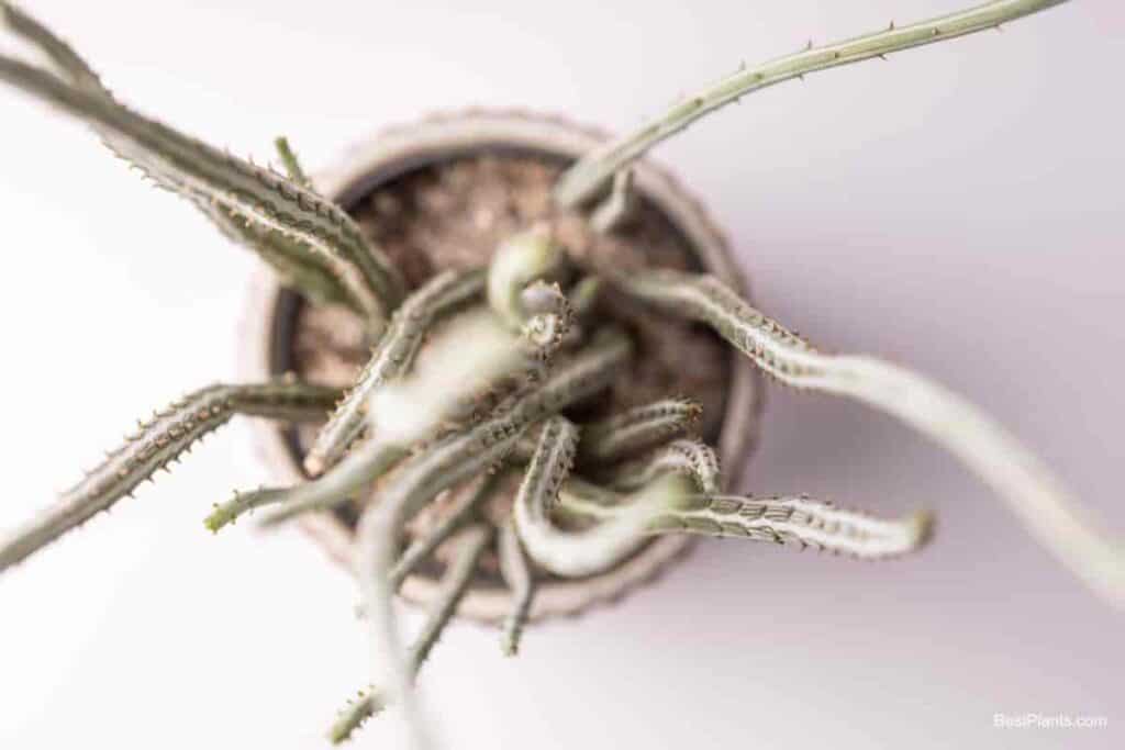 Growing Senecio Stapeliiformis
