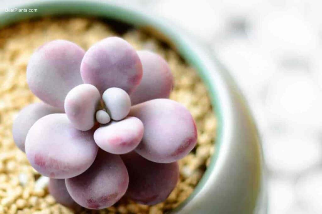 Growing Graptopetalum Amethystinum