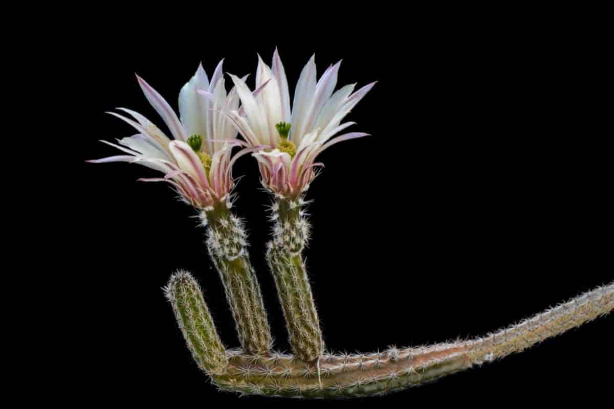Growing Wilcoxia Poselgeri
