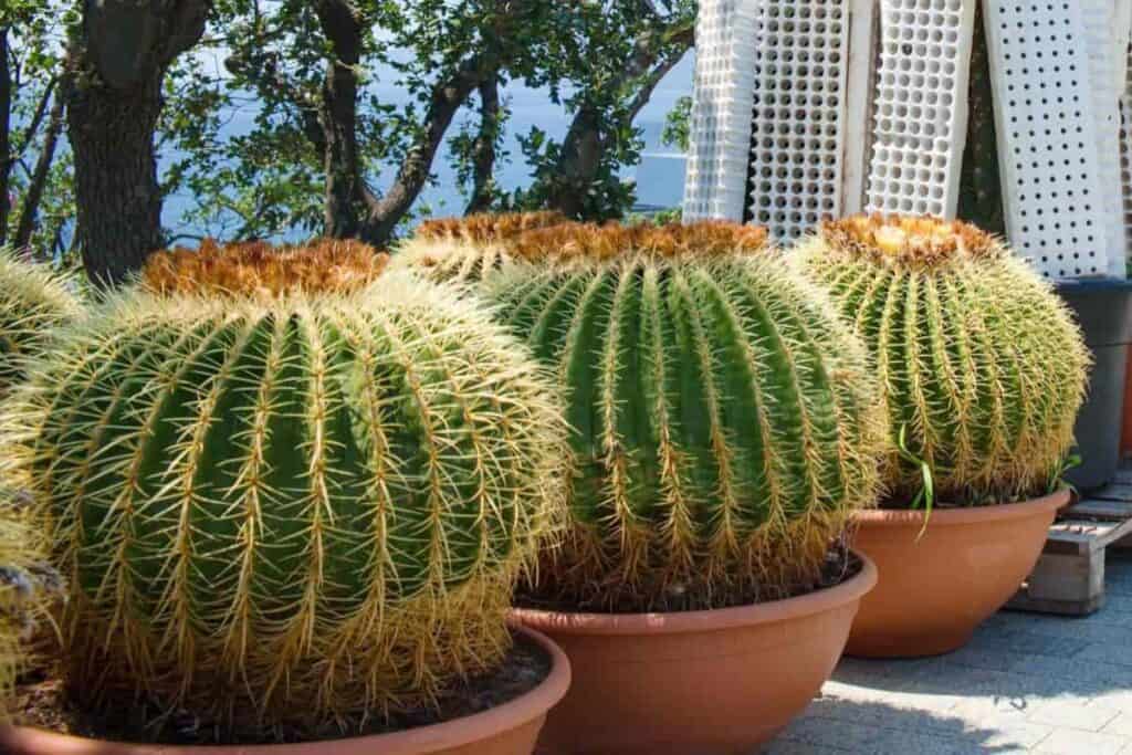 Growing Echinocactus Grusonii