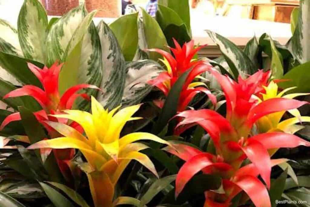 Growing Guzmania Bromeliad