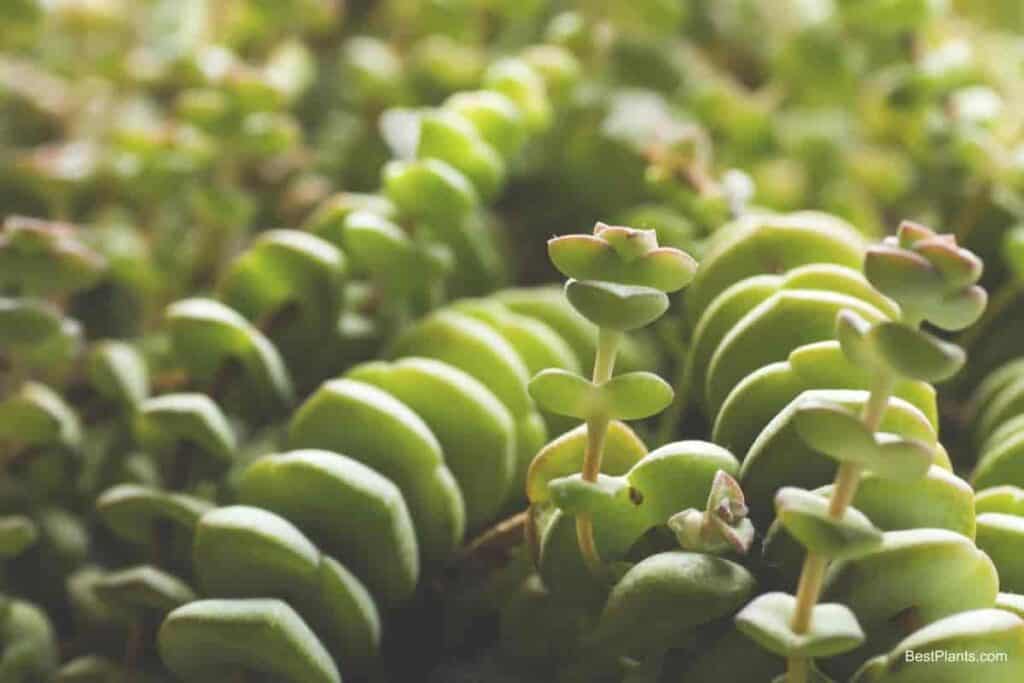 Growing Crassula Perforata