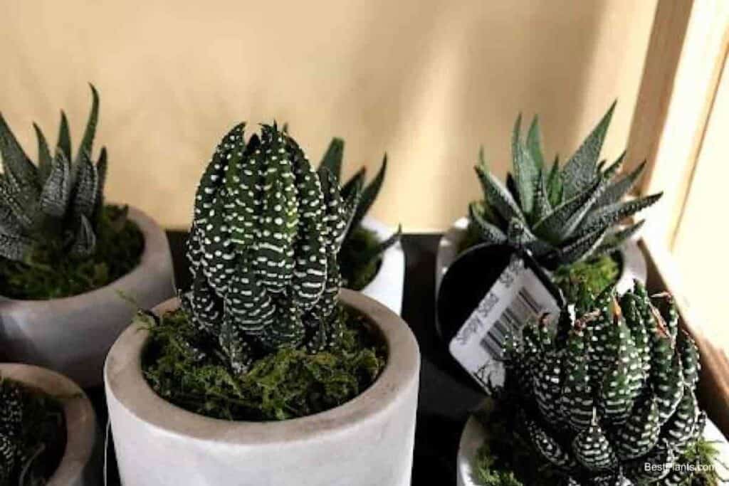 Growing Haworthia