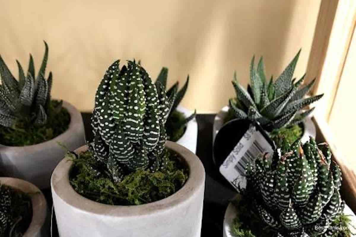 Growing Haworthia