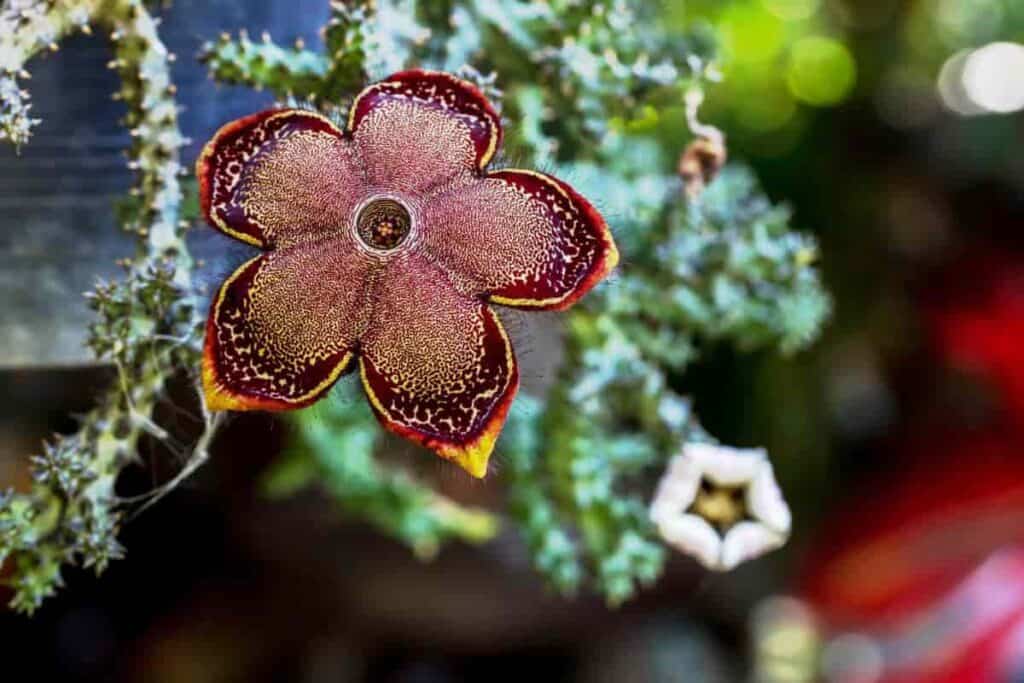 Growing Huernia