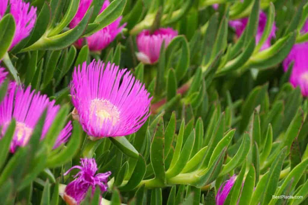 Growing Carpobrotus Chilensis