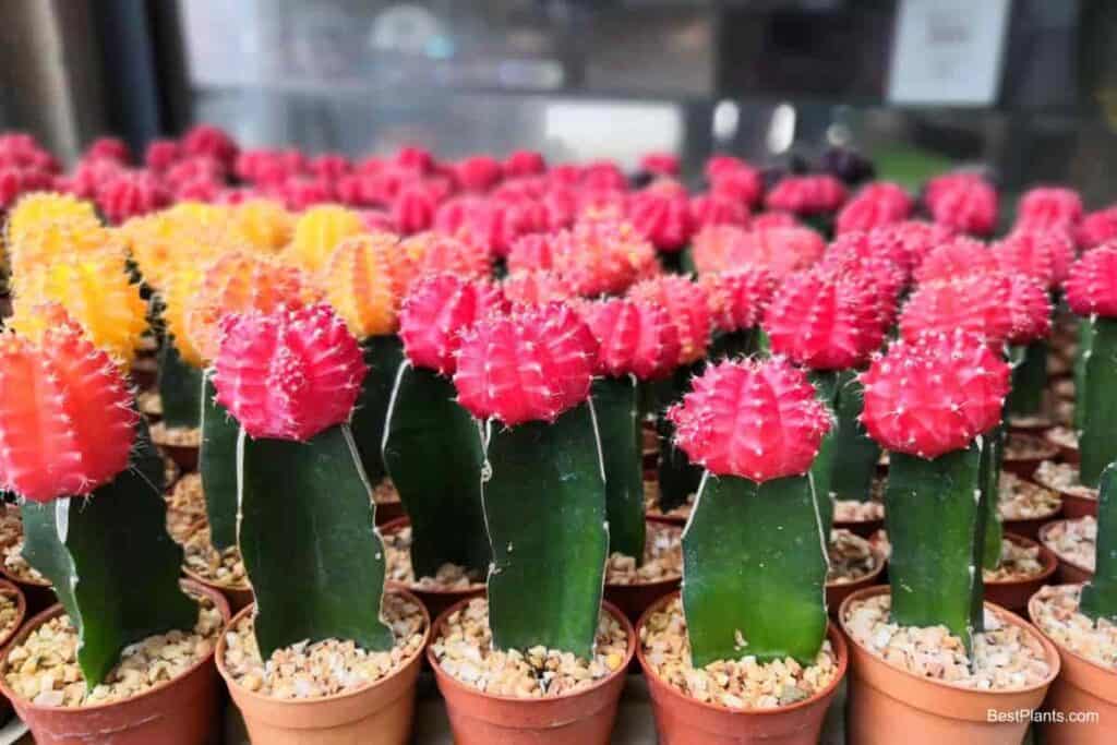 Growing Gymnocalycium Mihanovichii