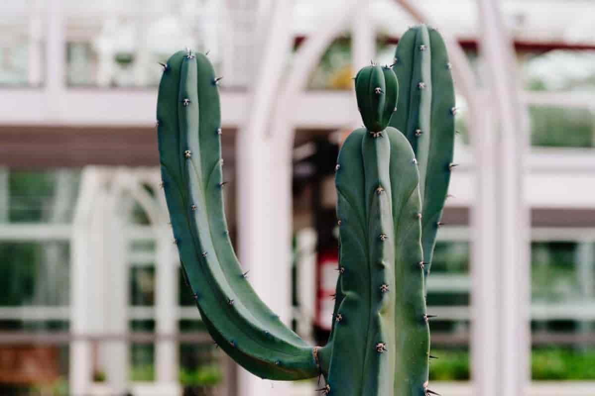 Growing Myrtillocactus Geometrizans