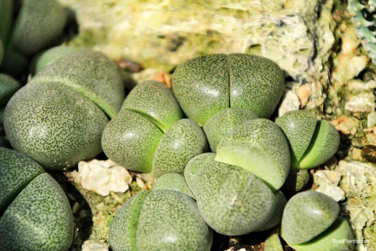 Growing Pleiospilos Nelii