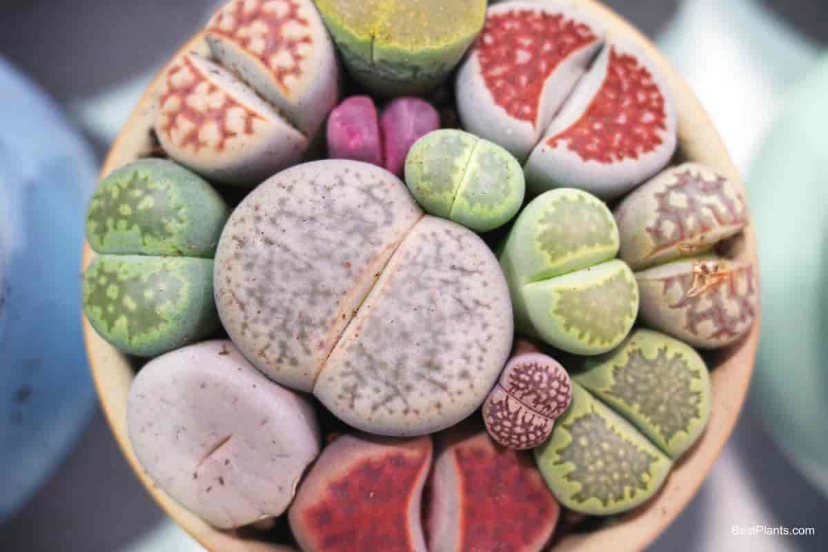 Growing Lithops