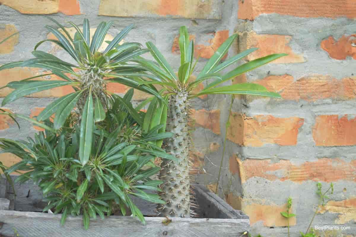 Growing Pachypodium Lamerei