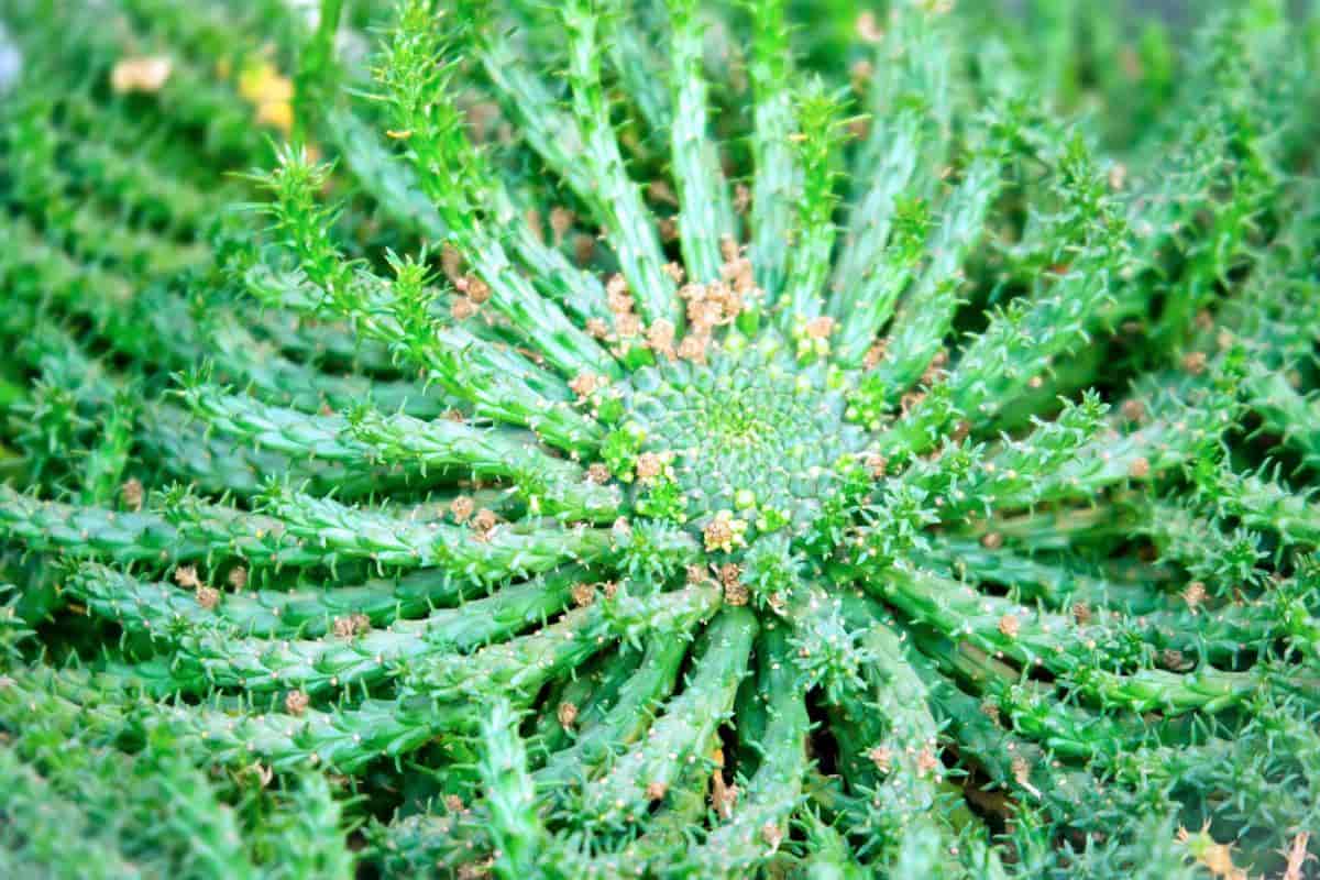Growing Euphorbia Caput-medusae