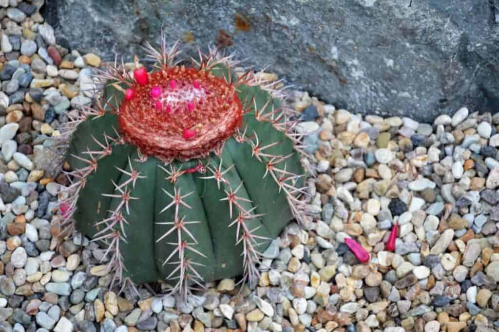 Growing Melocactus