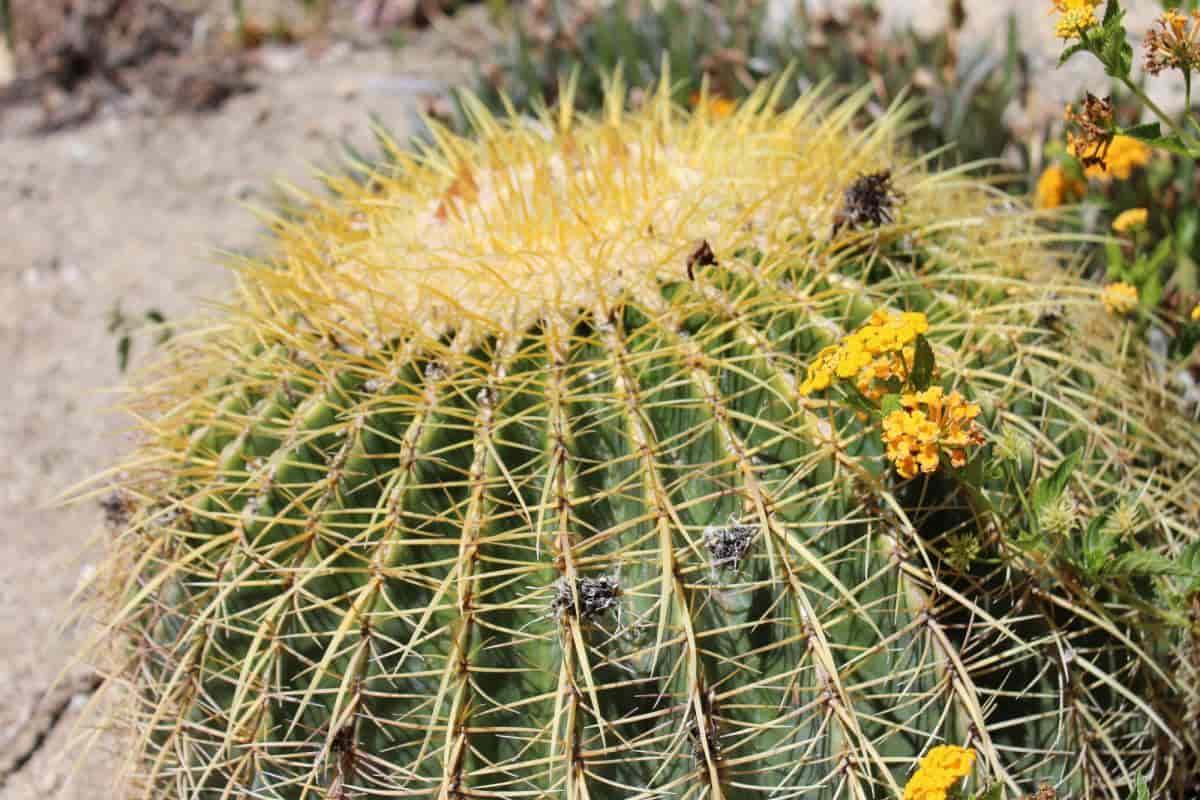 Growing Barrel Cactus
