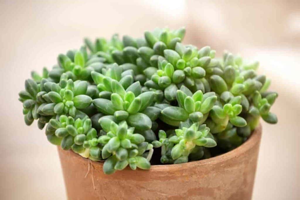 Growing Pachyphytum Compactum