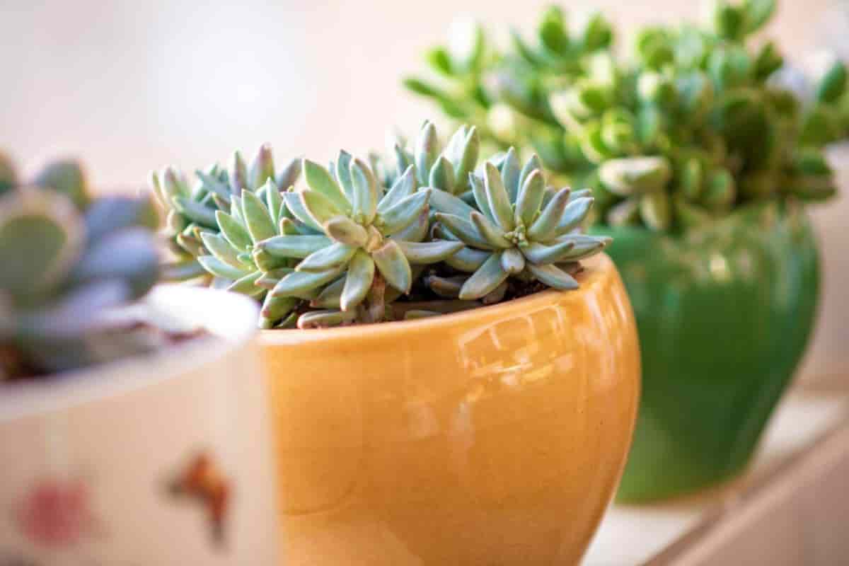 Growing Pachyveria