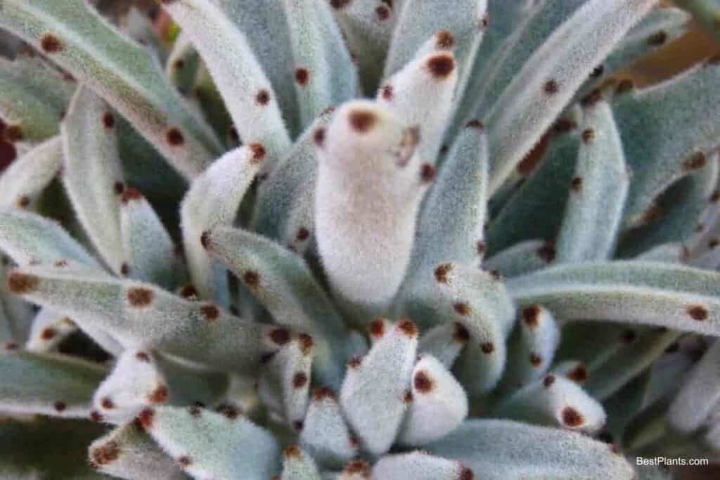 Growing Kalanchoe Tomentosa