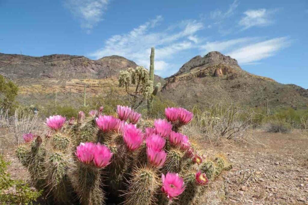 Growing Echinocereus