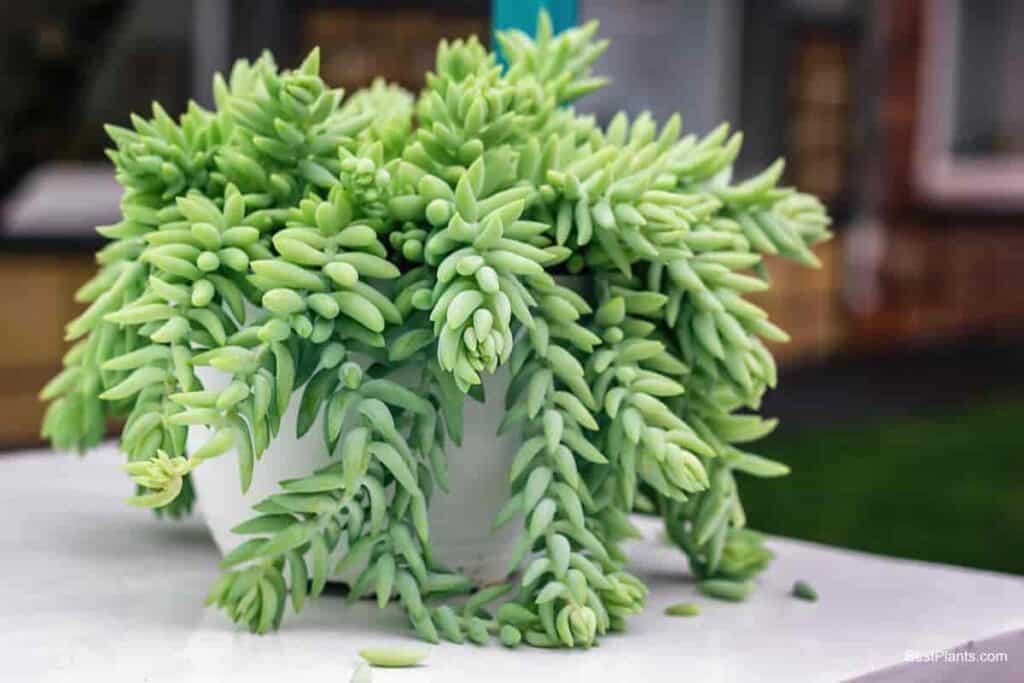 Growing Donkey's tail