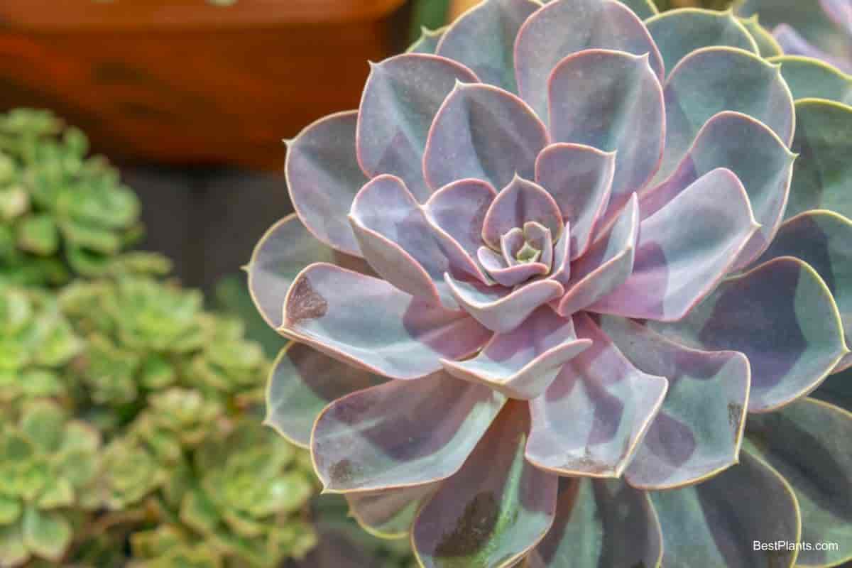 Growing Echeveria Succulent