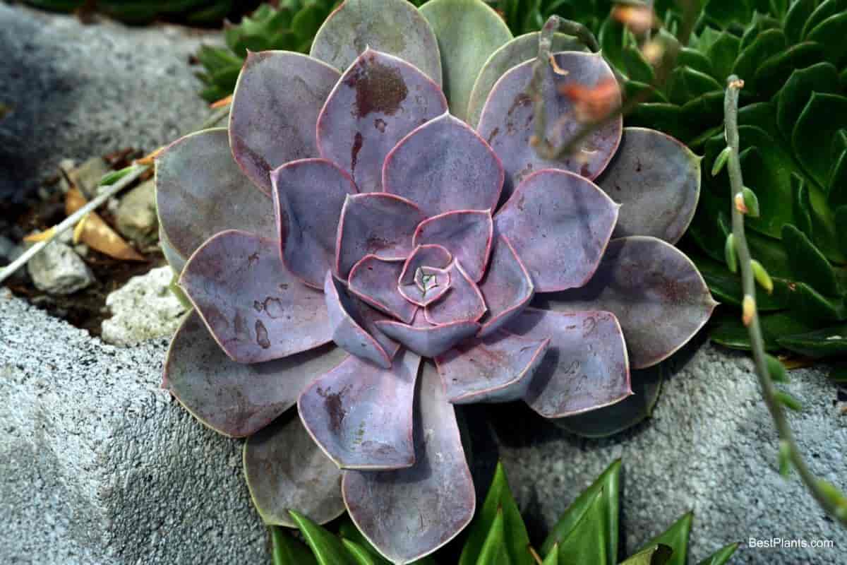 Growing Echeveria Elegans