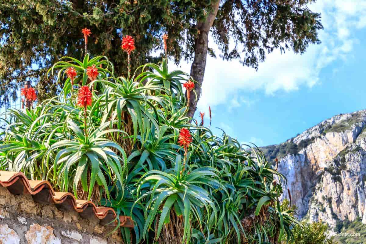 Growing Aloe Arborescens